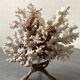 Corail blanc grand modèle 1960 sur bois sculpté