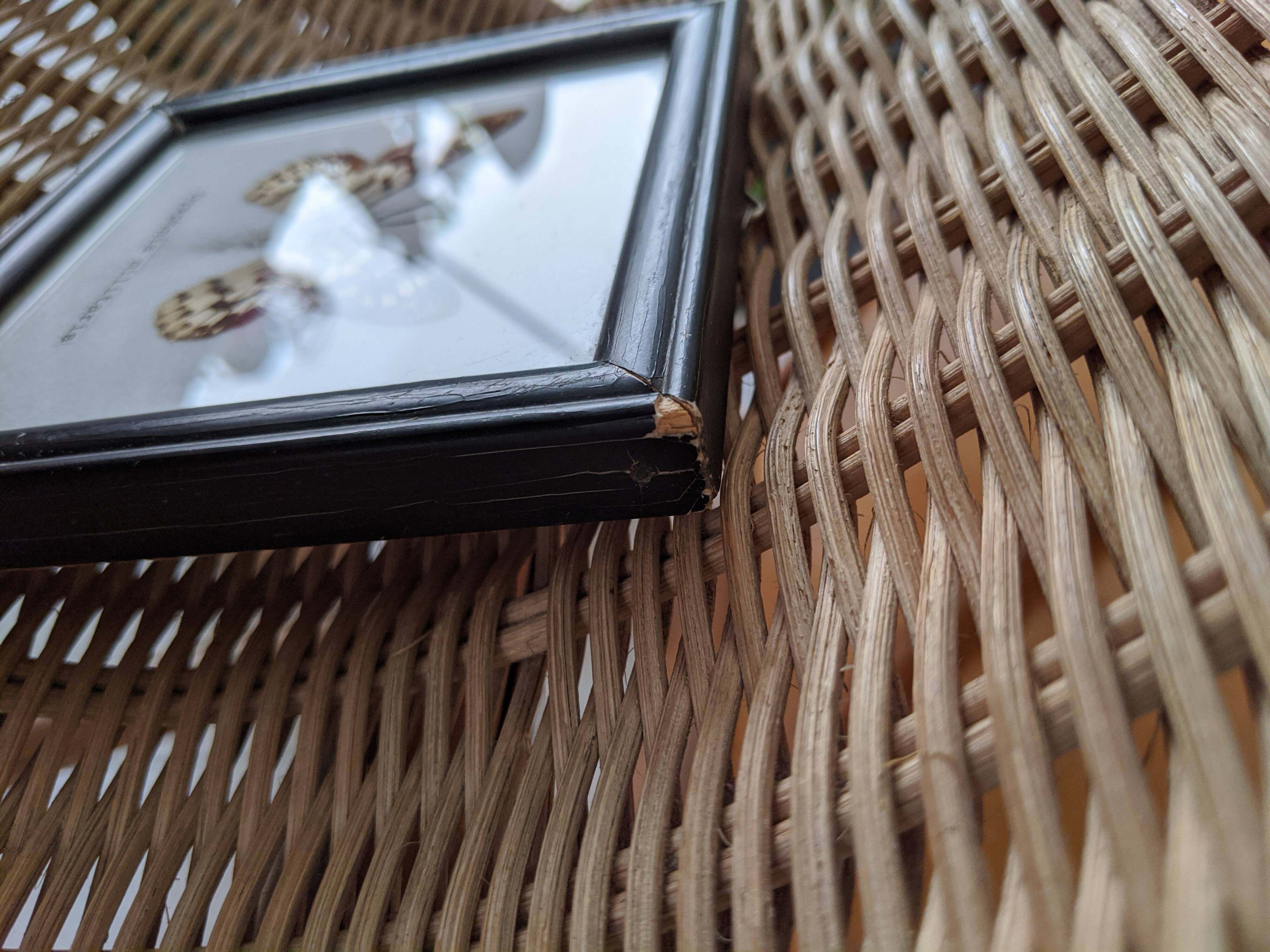 Naturalized Butterfly