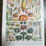 Lithographs on algae, vegetables, and flowers
