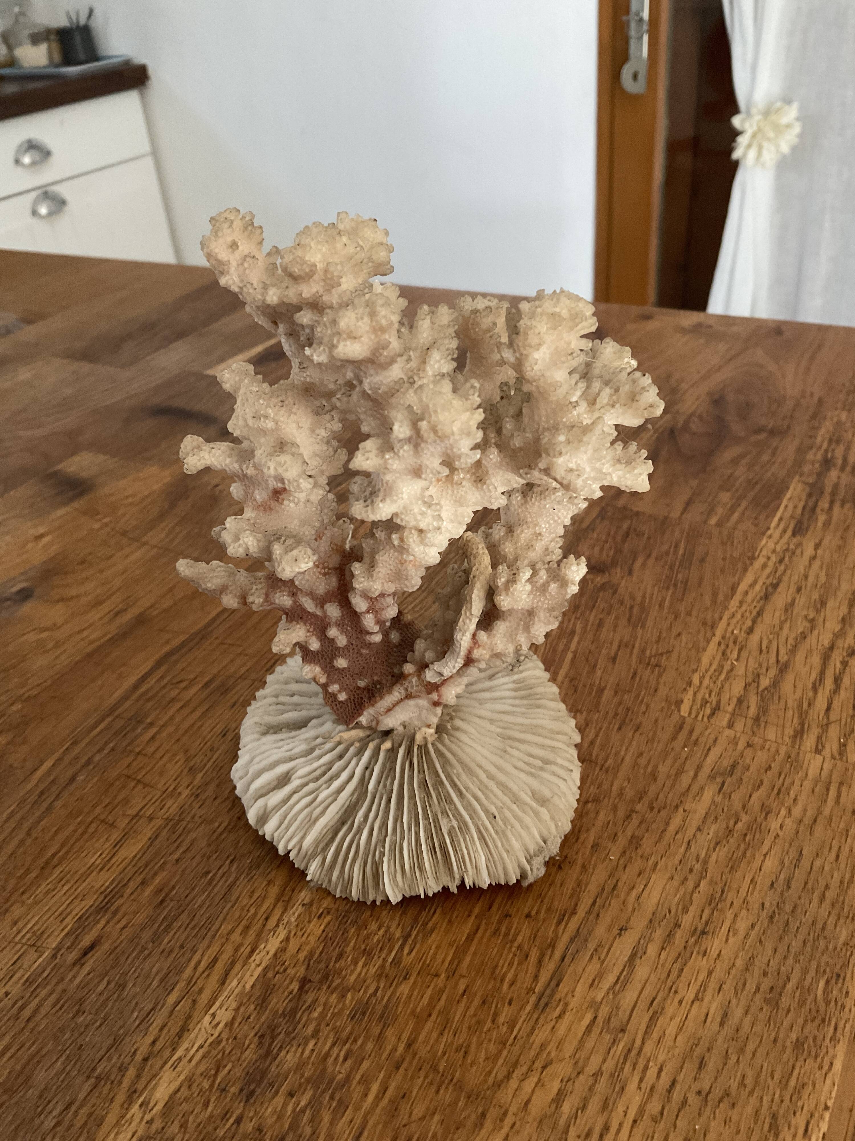 Ancient coral. 15cm x 10cm