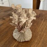 Ancient coral. 15cm x 10cm