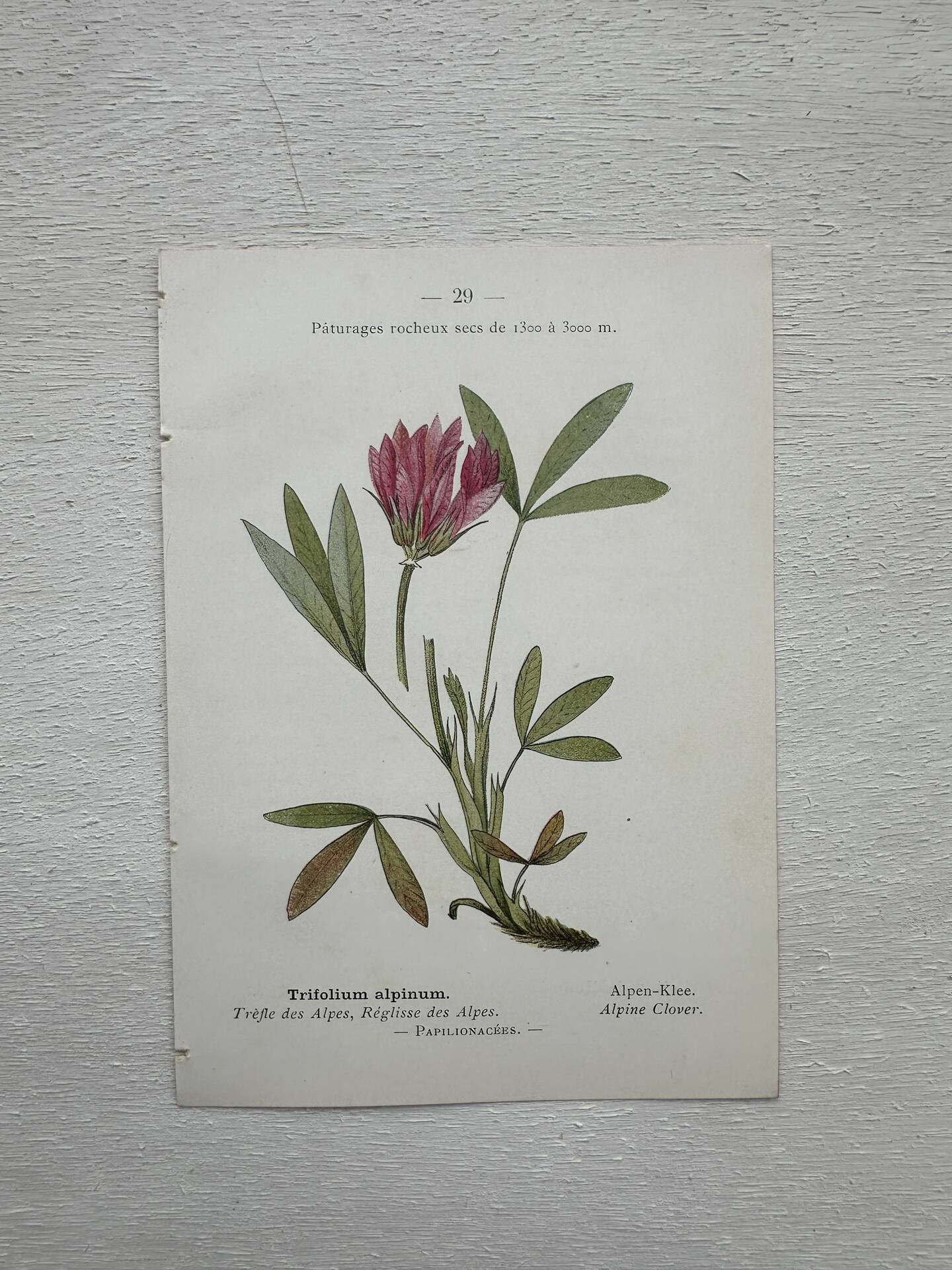 Botanical Plate 1800 Old Naturalist Engraving 19th Century Double-Sided