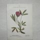 Botanical Plate 1800 Old Naturalist Engraving 19th Century Double-Sided