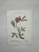 Botanical Plate 1800 Old Naturalist Engraving 19th Century Double-Sided