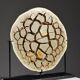 Septaria nodule on custom stand