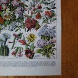Original lithograph on flowers (2)