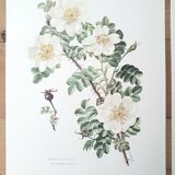 Set of 4 botanical plates roses