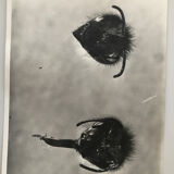 Original photograph JM Baufle, entomology, insect