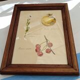 Botanical plate