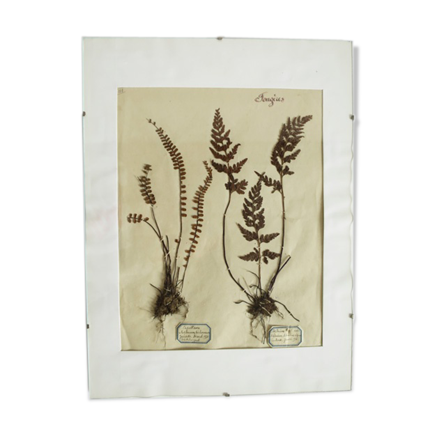 Herbier Fougères 1930