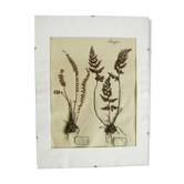 Herbier Fougères 1930