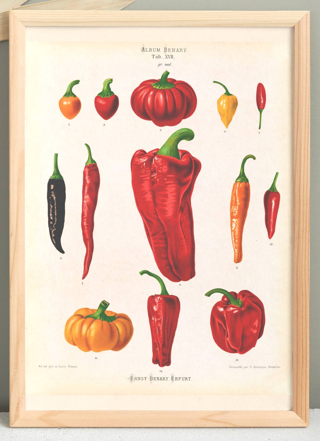 Affiche sur les piments, d’après une gravure ancienne de 1886.