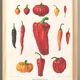 Affiche sur les piments, d’après une gravure ancienne de 1886.