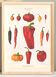 Affiche sur les piments, d’après une gravure ancienne de 1886.
