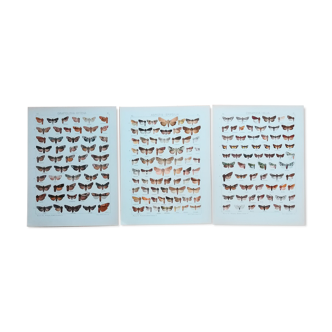 Affiches de lépidoptères