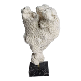 Old white coral branch on pedestal, 24 cm