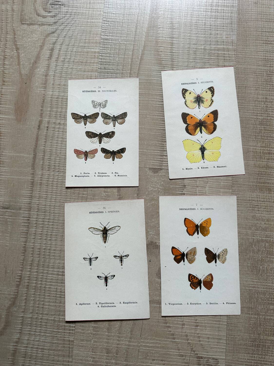 Naturalist butterfly engraving 1900.