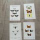 Gravure papillon naturaliste 1900.