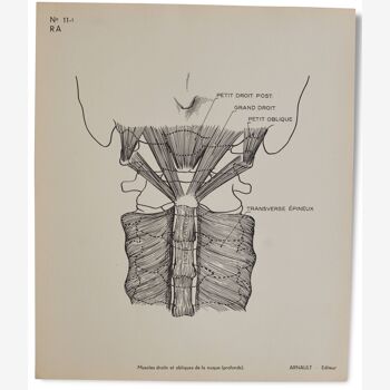 Illustration Anatomy human teaching Arnault Editor