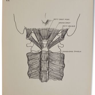 Illustration anatomie humaine pédagogique Arnault editeur