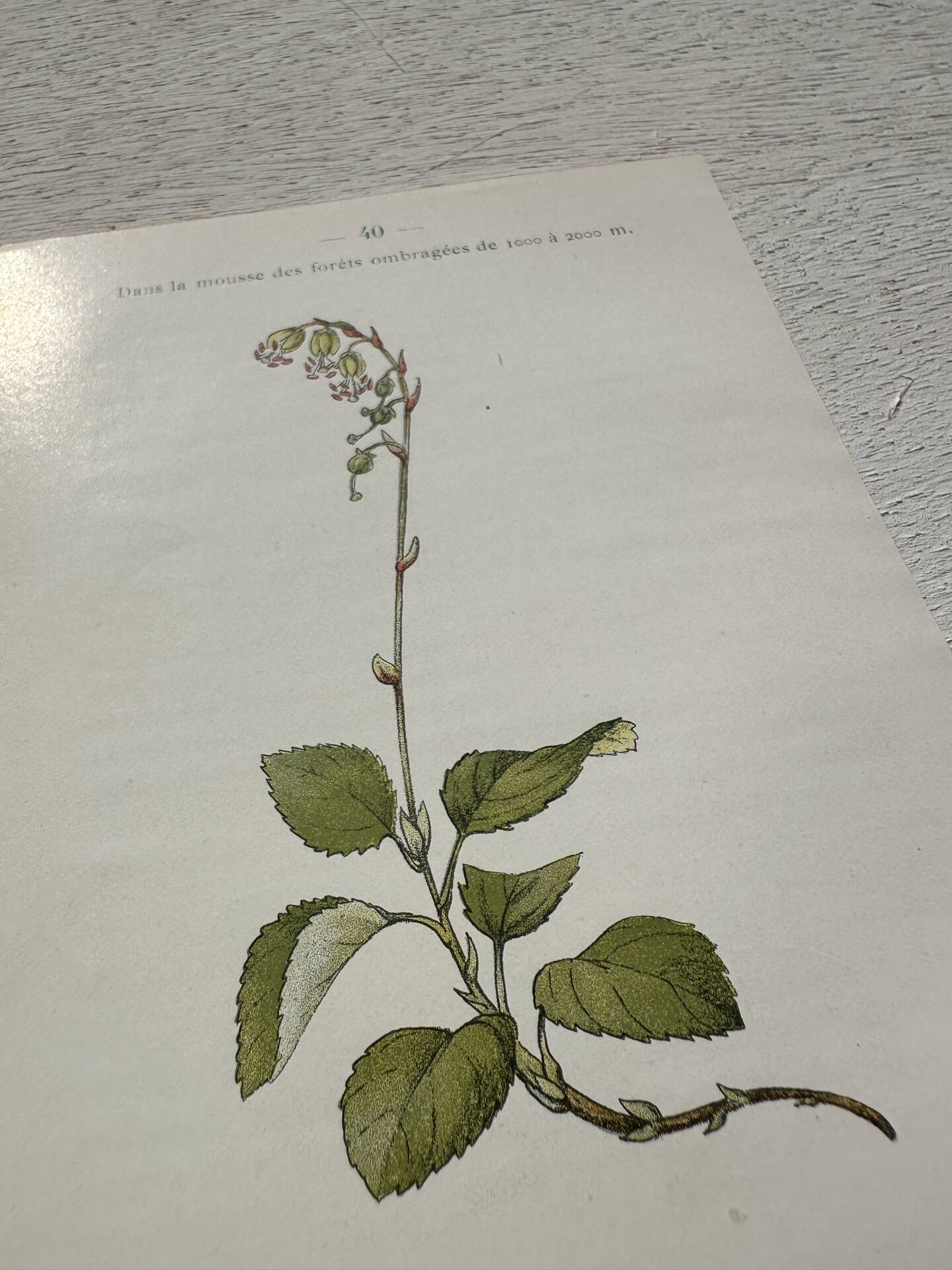 Botanical Plate 1800 Old naturalist engraving 19th century double-sided