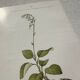Botanical Plate 1800 Old naturalist engraving 19th century double-sided