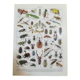 Lithograph on insects from 1928