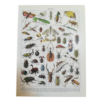 Lithographie sur les insectes de 1928