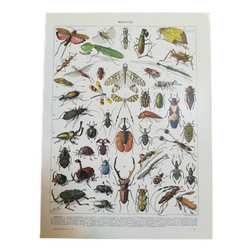 Lithographie sur les insectes de 1928