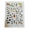 Lithograph on insects from 1928