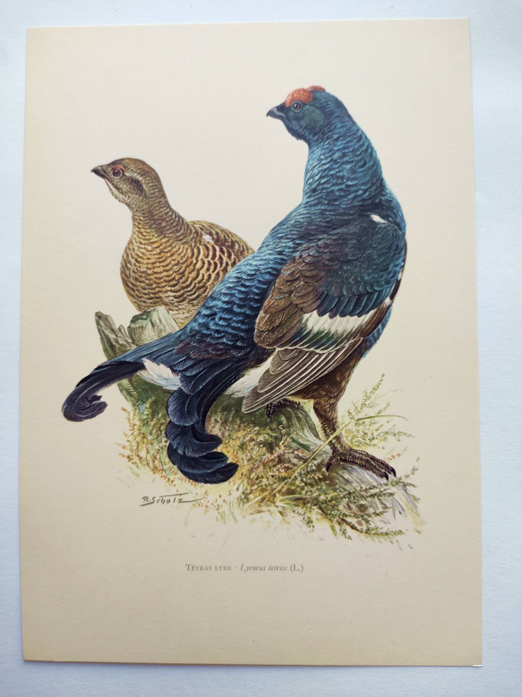 Old bird plate from the 1960s - Black Grouse - Vintage zoological illustration