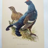 Old bird plate from the 1960s - Black Grouse - Vintage zoological illustration