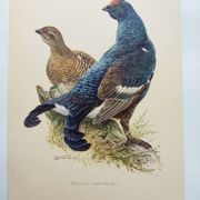 Old bird plate from the 1960s - Black Grouse - Vintage zoological illustration