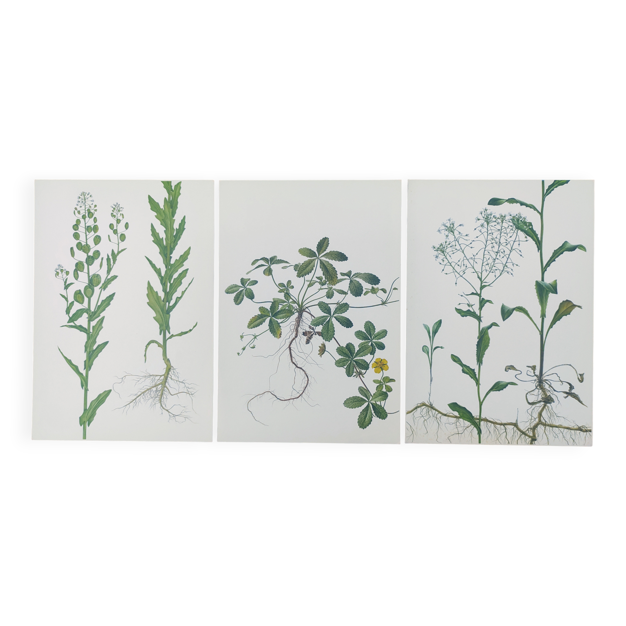 3 vintage botanical prints from 1978 - Stinkweed. Wild plant