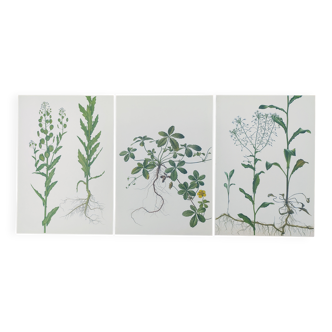3 planches botaniques vintage de 1978 - Tabouret des champs. plante sauvage