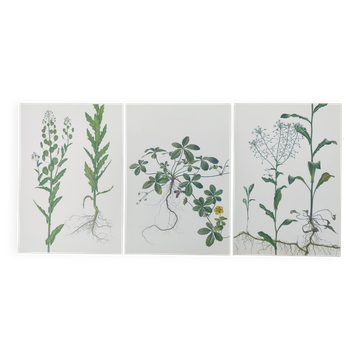 3 vintage botanical prints from 1978 - Stinkweed. Wild plant