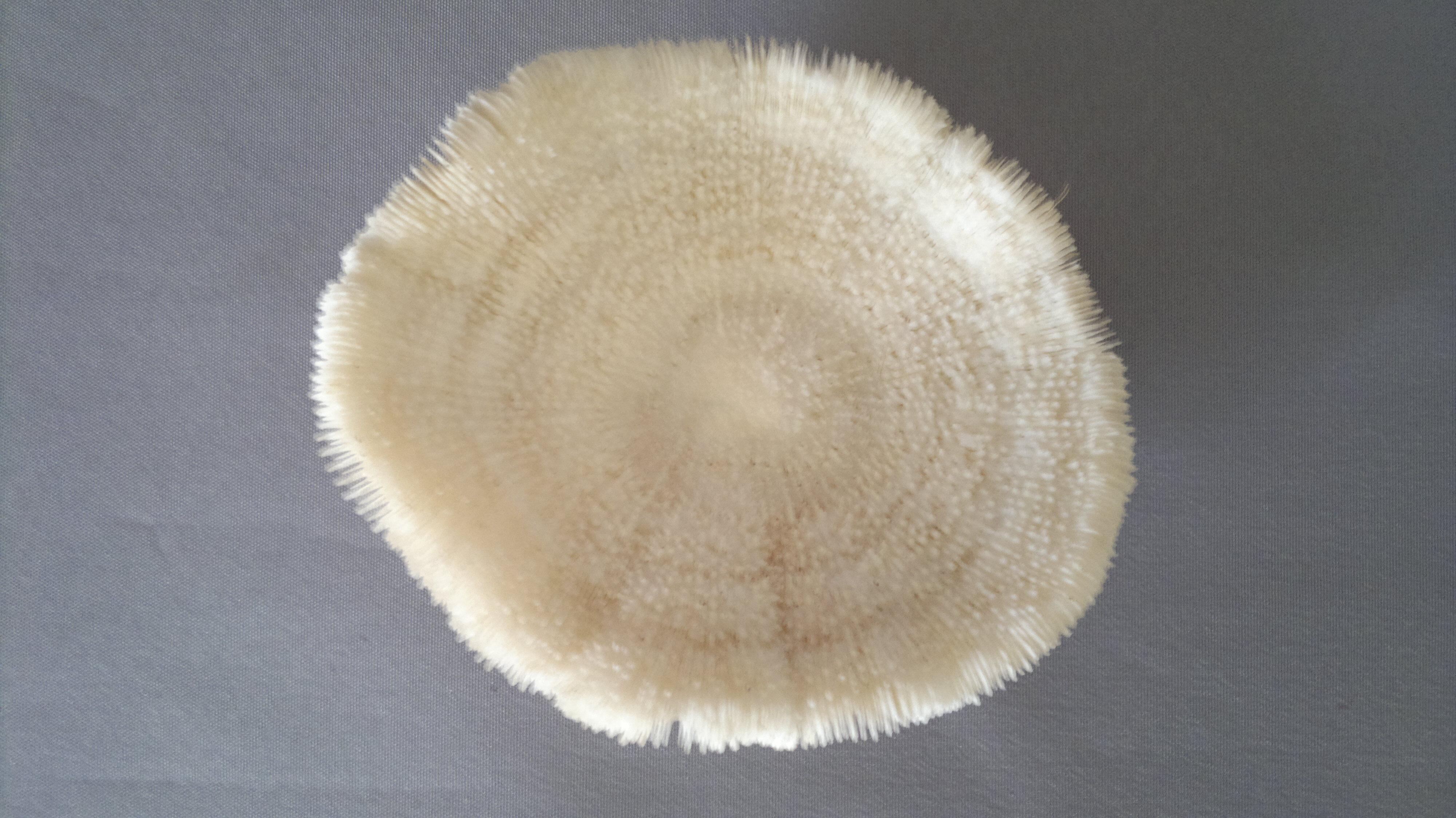 Coral Fungia Ocean Indian