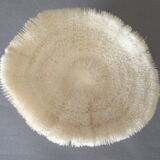 Coral Fungia Ocean Indian