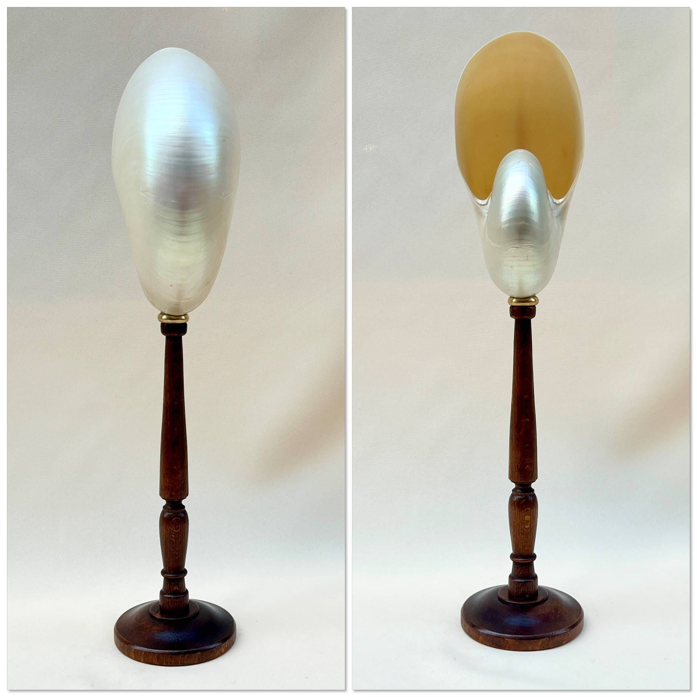 Large pearly Nautilus shell on turned wooden base, old vintage cabinet of curiosities