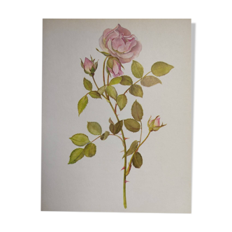 Planche botanique de 1968 -Fortschritt - Illustration Vintage fleur et rose