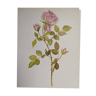 Planche botanique de 1968 -Fortschritt - Illustration Vintage fleur et rose