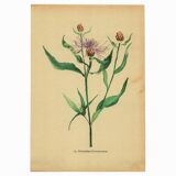 Botany - Old illustration from 1948 by H.Strache - Centaury watercolor