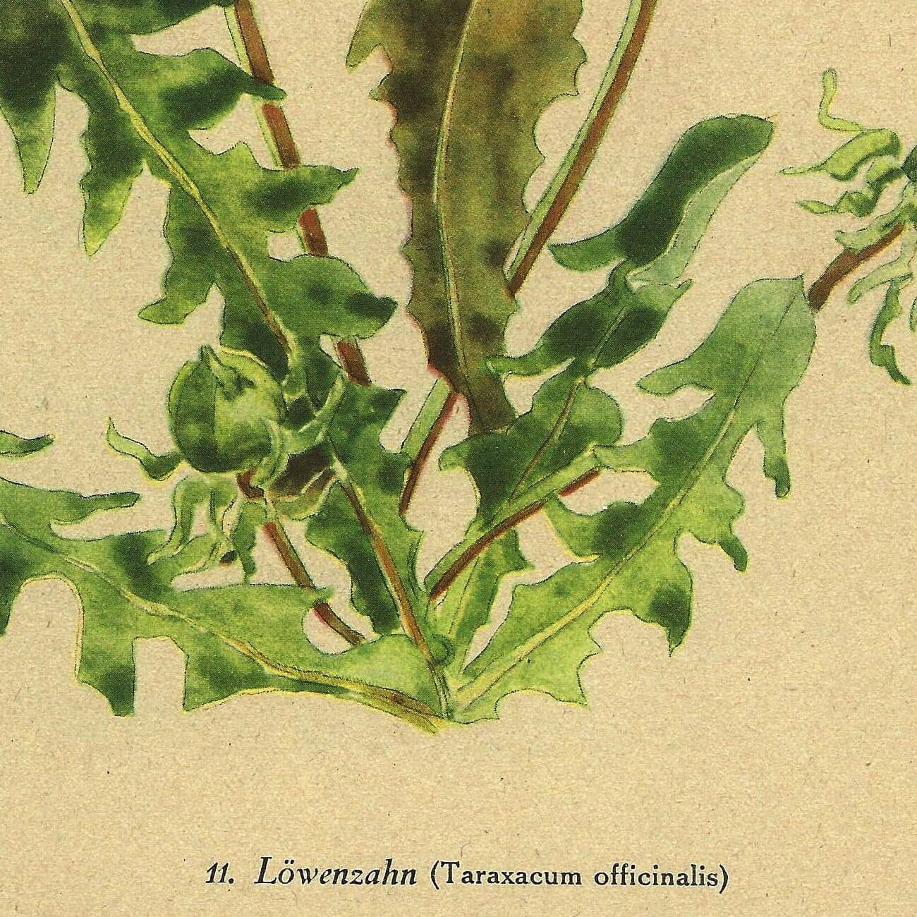 Illustration de 1948, Fleurs des prés, pissenlit par Strache