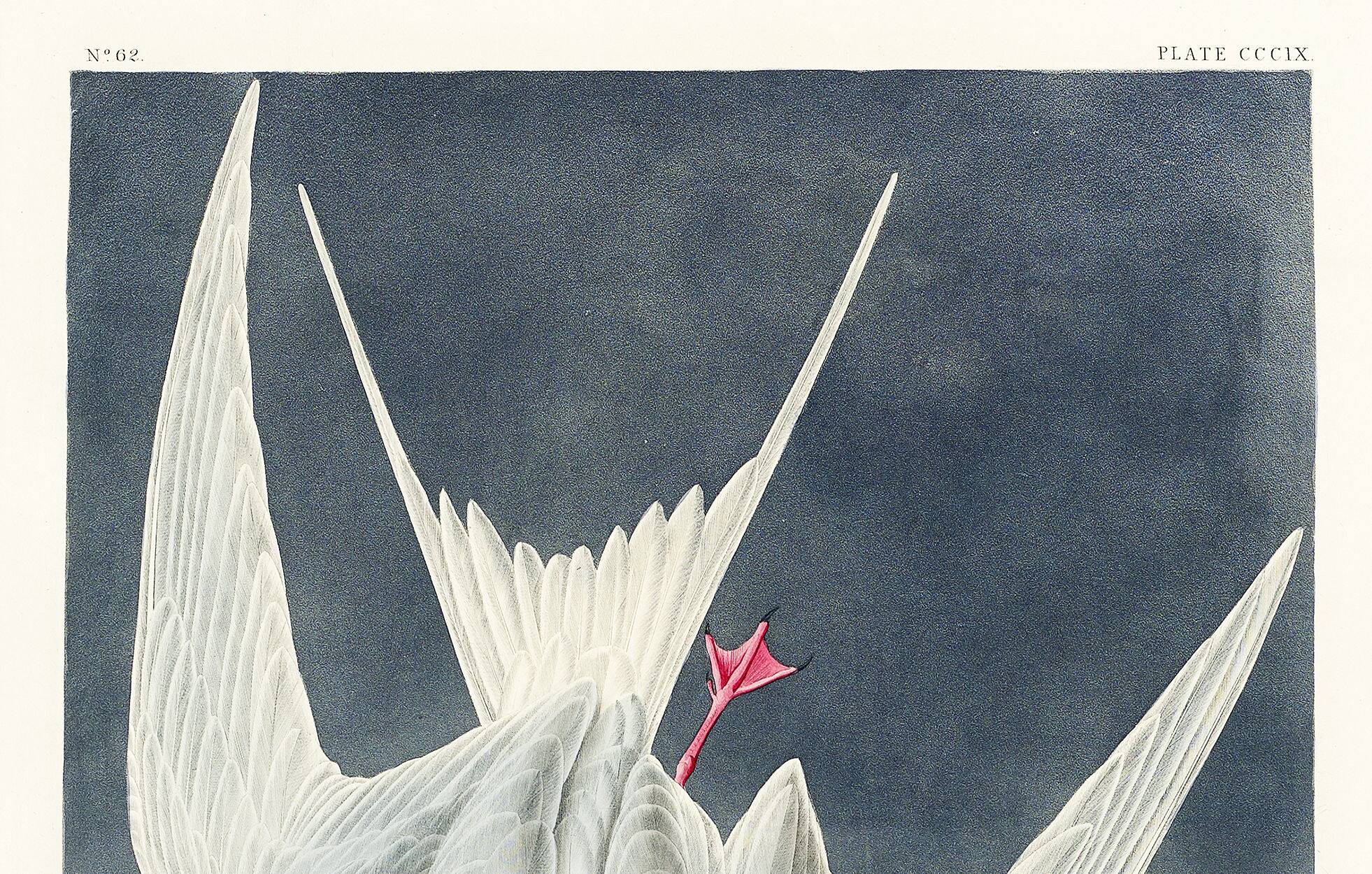 Poster about the Common Tern, based on an old engraving from 1827.