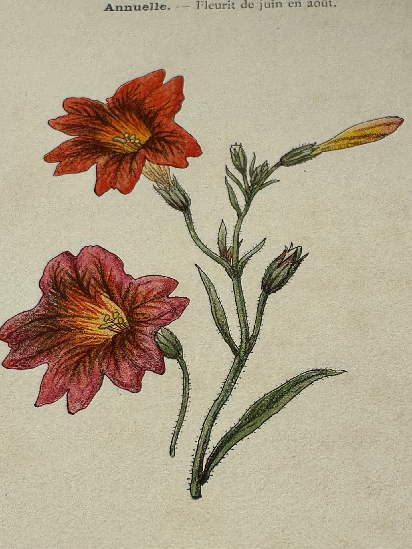 🌿 Botanical Plate Old Naturalist Engraving 19th Century Double-Sided