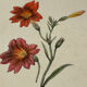 🌿 Botanical Plate Old Naturalist Engraving 19th Century Double-Sided