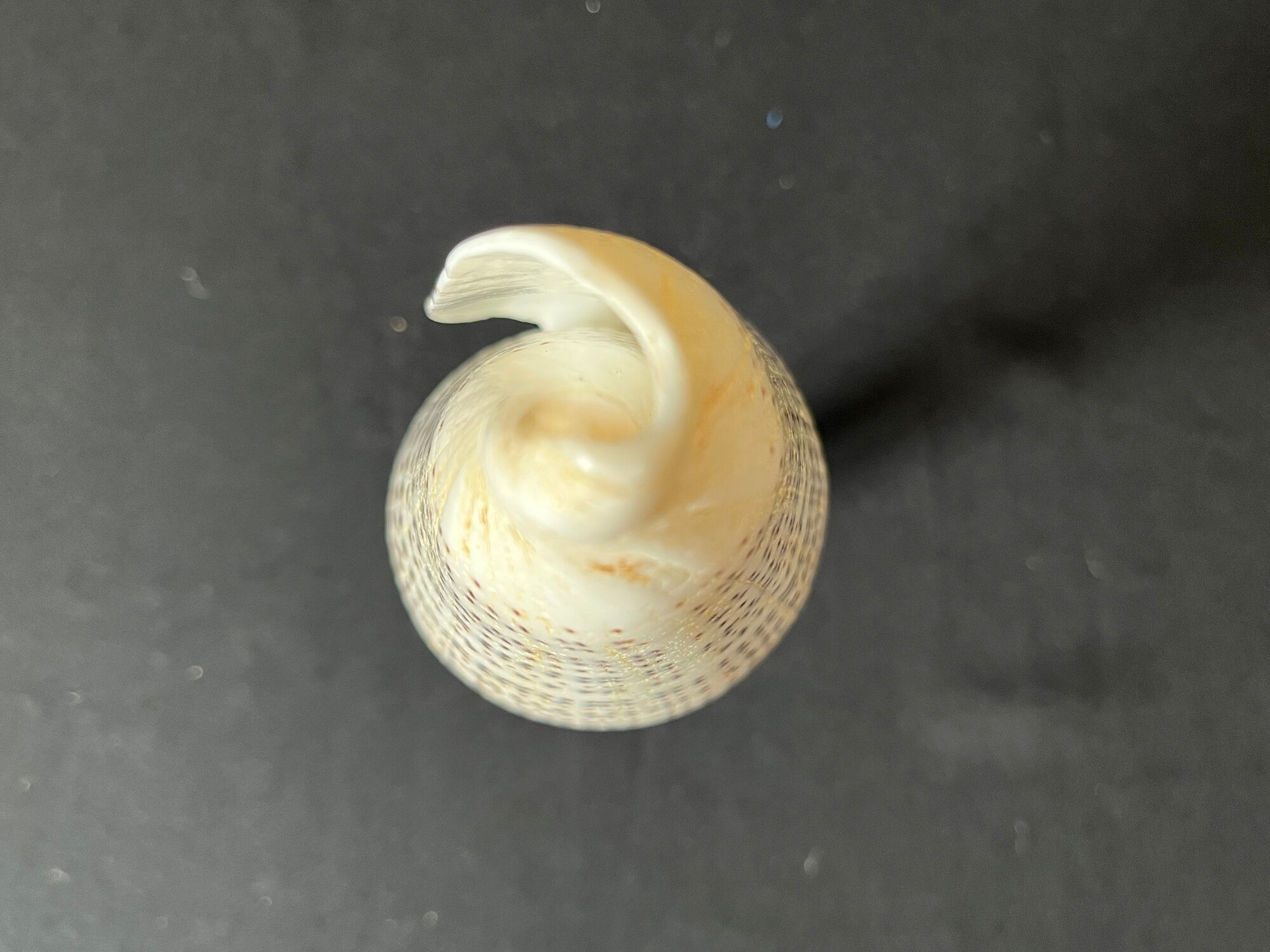 Shell Conus Litteratus on blackened turned wooden base old cabinet of curiosities