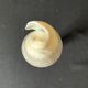 Shell Conus Litteratus on blackened turned wooden base old cabinet of curiosities