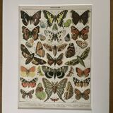 Lithograph on the butterflies of Europe - 1900