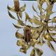 Lustre gold metal leaves from the 50s